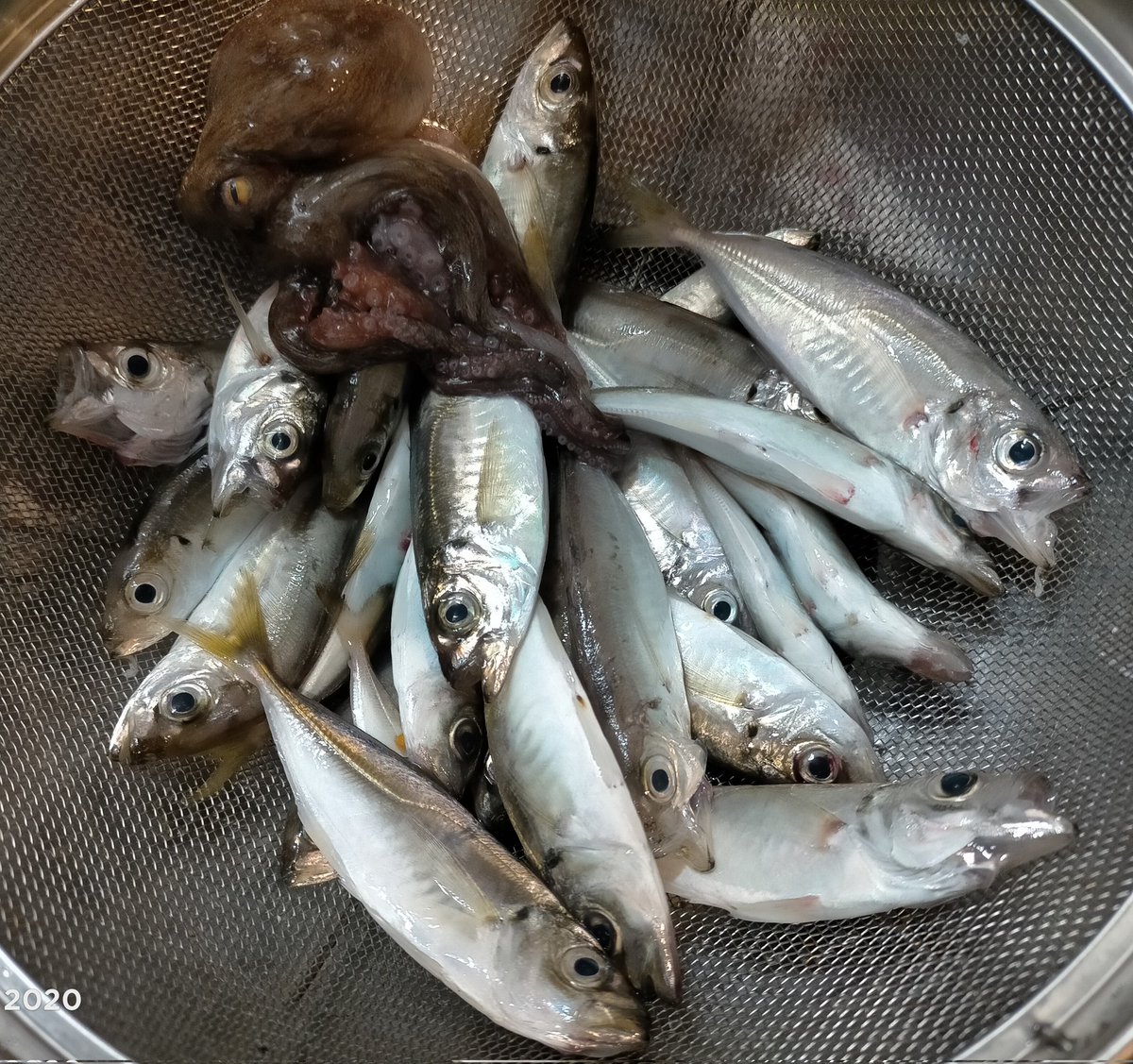 tpukuyosuke's tweet photo. 本日は久々の大阪市内湾奥調査。豆アジ大漁でございます。あと小さいタコも釣れました。いい感じっす〜(^o^) https://t.co/XPy5U0Ag6V