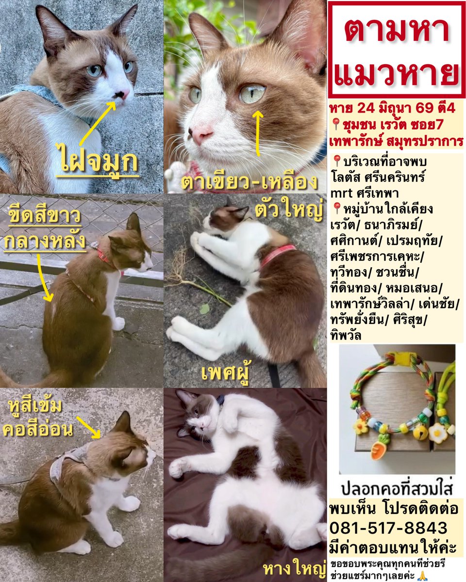 klynkonng's tweet photo. ดีมากที่น้องได้เจอเจ้าของ🥹

ขอฝากน้องแฮร์รี่ด้วยนะคะ🙏 หายบริเวณ📍เทพารักษ์-ศรีนครินทร์ เกือบ 3 สัปดาห์แล้ว ตอนนี้ยังไม่เจอน้องเลย 

แมวเลี้ยงระบบปิด และขี้กลัวมาก เจ้าของเป็นกังวลมากไม่รู้ไปอยู่ที่ไหน เป็นยังไงบ้าง

หากพบเห็น หรือมีคนรับน้องไว้ โปรดติดต่อมานะคะ ขอบคุณค่ะ https://t.co/d443YOIhRS