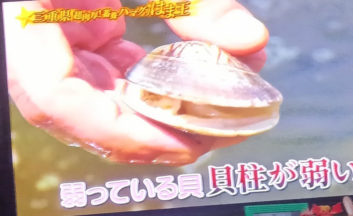 OctyMGR's tweet photo. ハマグリって…クリじゃないンですよ〜！
そりだよ貝だよ〜！
それがどうした貝だよ〜！ https://t.co/wK0D3OH0UQ
