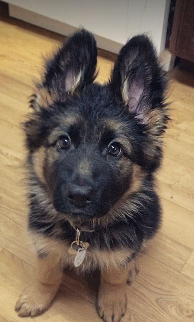 calicoonicole's tweet photo. how pinterest sees me♡

• hairstyle
• pet
• meal
• room

це прям дуже мило і да я хочу схожу зачіску https://t.co/foGKRCVhXK