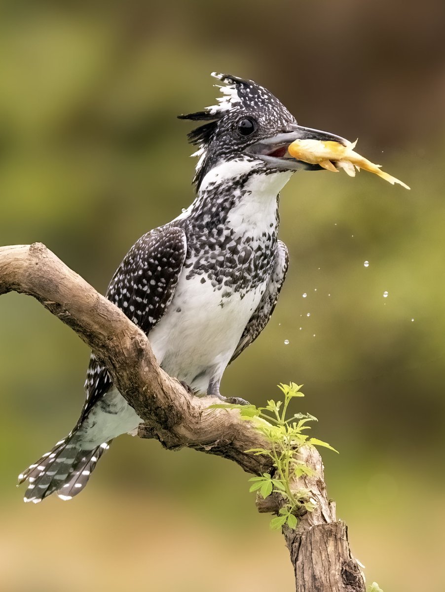 linjianyangbe's tweet photo. Crested Kingfisher (冠鱼狗, Megaceryle lugubris), in Hubei province.
Its #Chinese name is literally translated as "crested fish-dog", a tribute to the birds' prowess at catching fish.
🌹 https://t.co/2zvhmbGcyU