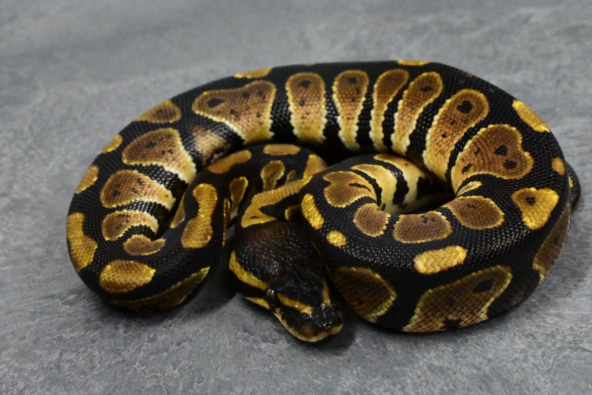 na___Python tweet picture