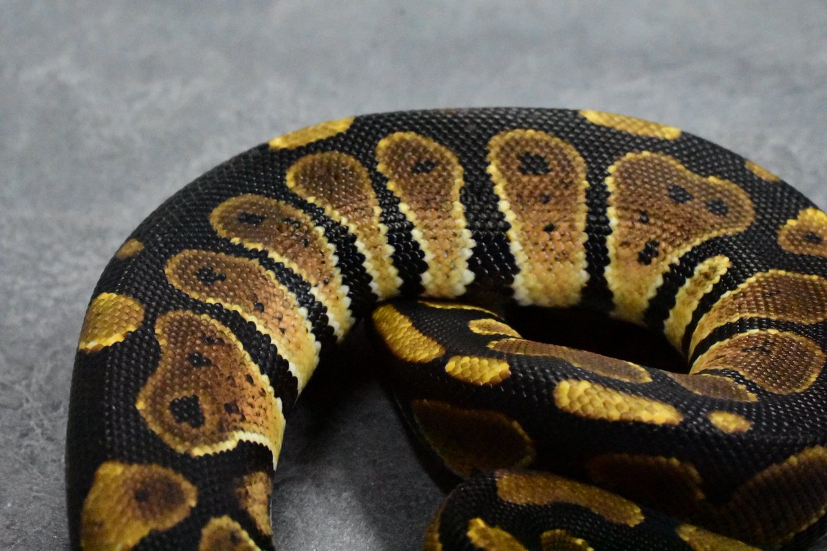 na___Python tweet picture