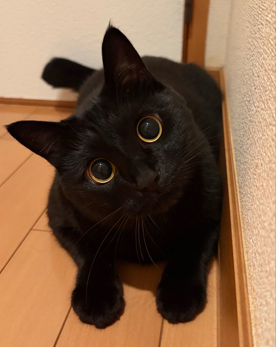 uni_kuroneko's tweet photo. ❓

#黒猫 https://t.co/QV3iwxxz4u