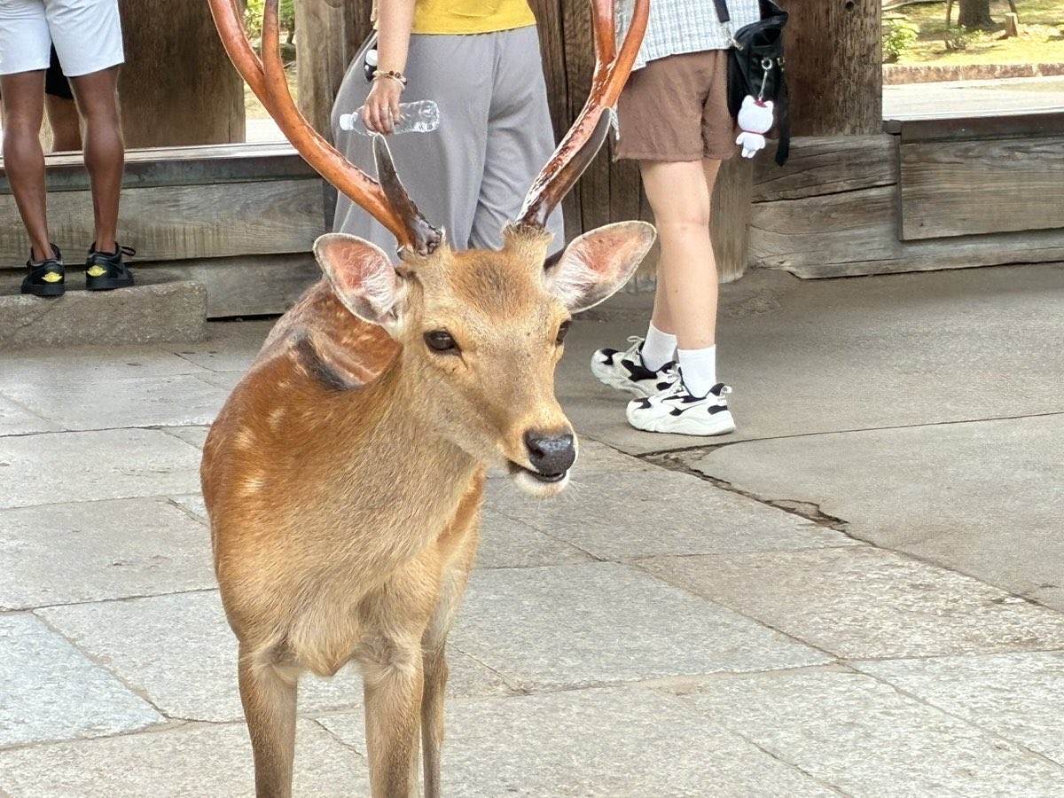 久々の奈良公園🦌