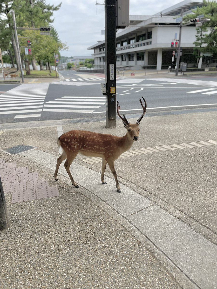 久々の奈良公園🦌