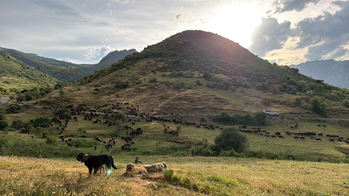 GanaderasenRed's tweet photo. Ya están los rebaños en los puertos de montaña, aprovechando los pastos de las praderas altas,
dejando reposar los valles, 
aprovechando alimentos que el verano regala.
Con ellos van los mastines, 
fieles guardianes que ladran,
a todo aquel q se acerca a romper el rebaño en calma https://t.co/Wqg6f6P7GJ