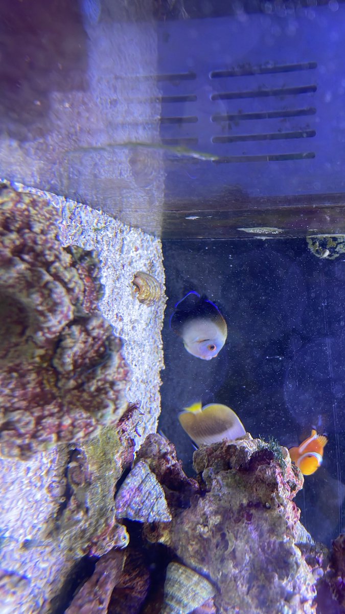 sakananooasis23's tweet photo. 7/11新入荷①
海水魚
・レモンスズメダイ
・ナメラヤッコ
・ホンソメワケベラ
生き餌
・みじんこの卵
熱帯魚
・シルバーフライングフォックス
・オトシンネグロ
#さかなのオアシス
#植物
#アクアリウム
#熱帯魚
#大阪市港区 https://t.co/zsGOS02Vlg