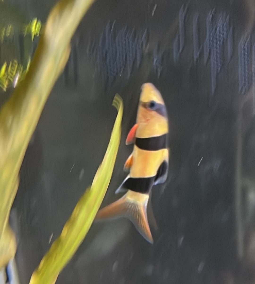 sakananooasis23's tweet photo. 7/11新入荷②
熱帯魚
・チェリーバルブ
・ネオンドワーフレインボー
・クラウンローチ
・クーリーローチ
・ゴールデンデルモゲニー
#さか���のオアシス
#植物
#アクアリウム
#熱帯魚
#大阪市港区 https://t.co/yiTozrYq4v