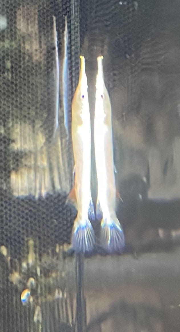 sakananooasis23's tweet photo. 7/11新入荷②
熱帯魚
・チェリーバルブ
・ネオンドワーフレインボー
・クラウンローチ
・クーリーローチ
・ゴールデンデルモゲニー
#さか���のオアシス
#植物
#アクアリウム
#熱帯魚
#大阪市港区 https://t.co/yiTozrYq4v