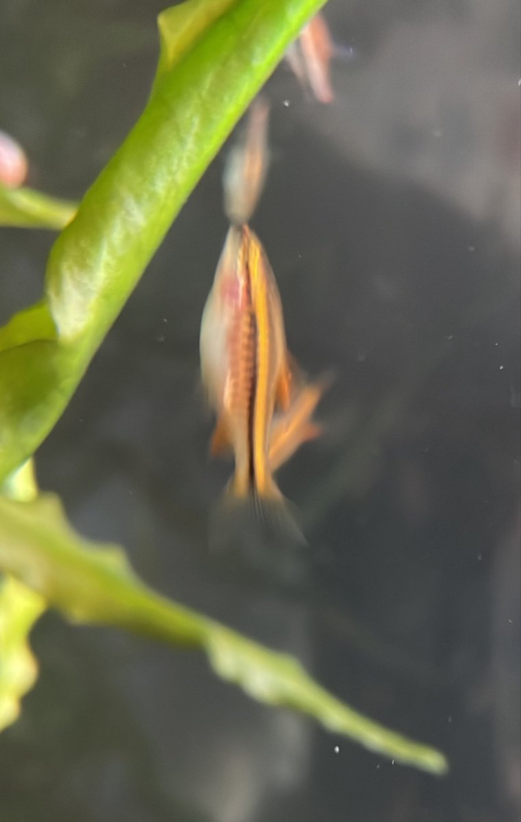 sakananooasis23's tweet photo. 7/11新入荷②
熱帯魚
・チェリーバルブ
・ネオンドワーフレインボー
・クラウンローチ
・クーリーローチ
・ゴールデンデルモゲニー
#さか���のオアシス
#植物
#アクアリウム
#熱帯魚
#大阪市港区 https://t.co/yiTozrYq4v