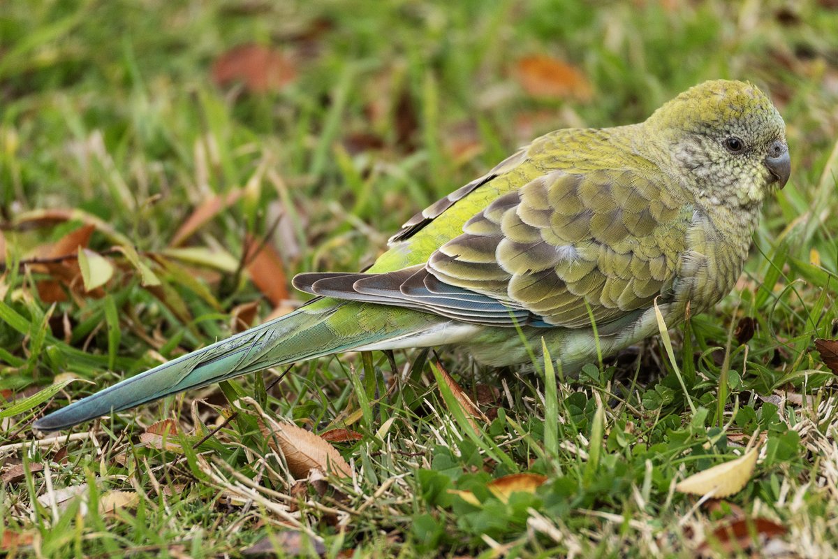 FunnellMike's tweet photo. I was only able to walk my camera briefly today - it was cold, leading to a late bike ride and even later bird-bothering (which was cold too 🥶).

I did see some Red-Rumped Parrots and some cheeky Galahs. https://t.co/ayqsmSOTOi