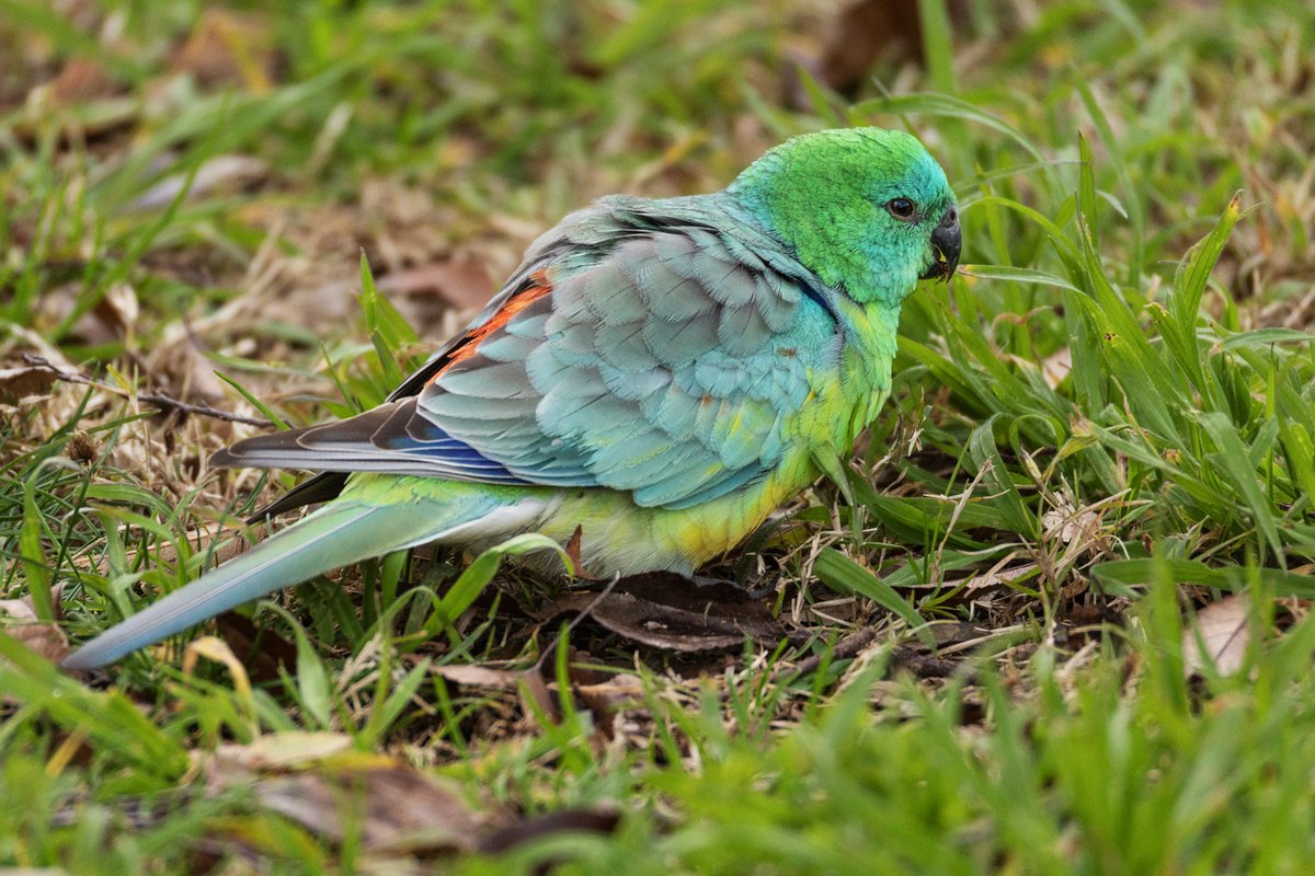 FunnellMike's tweet photo. I was only able to walk my camera briefly today - it was cold, leading to a late bike ride and even later bird-bothering (which was cold too 🥶).

I did see some Red-Rumped Parrots and some cheeky Galahs. https://t.co/ayqsmSOTOi