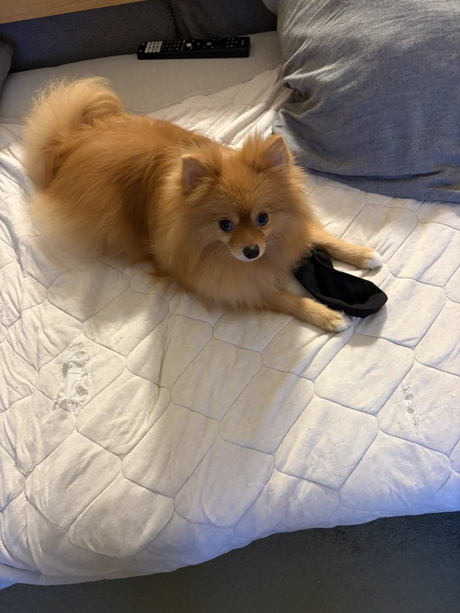 rikanoado's tweet photo. 無事に帰宅して、ママのくつしたをおまめに捧げました🧦✨

お出迎えしてくれて、抱きしめました、は〜だいすき😢❤️
母から何回もお写真でリアルタイムを教えてもらってました☺️🍀 https://t.co/aCndbiyk7Y