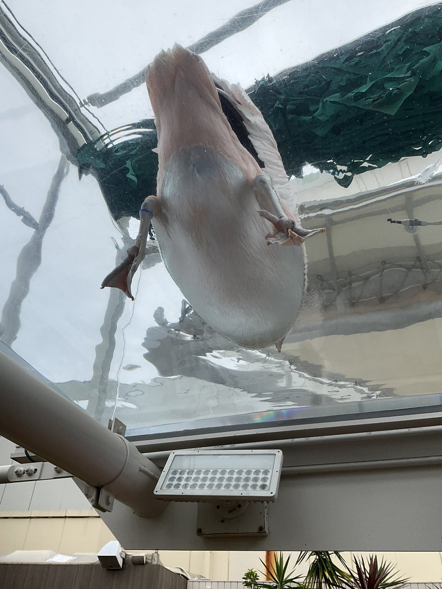 ataicchy's tweet photo. なんか昨日からお腹の調子が良くない🙅‍♂️
お手洗いが近いのあって今日はあまり捗らなかったなぁ…
明日には元気になっているでしょう！！

ペリカンの裏側見れるのって貴重ですね！ https://t.co/7o24bejWYB