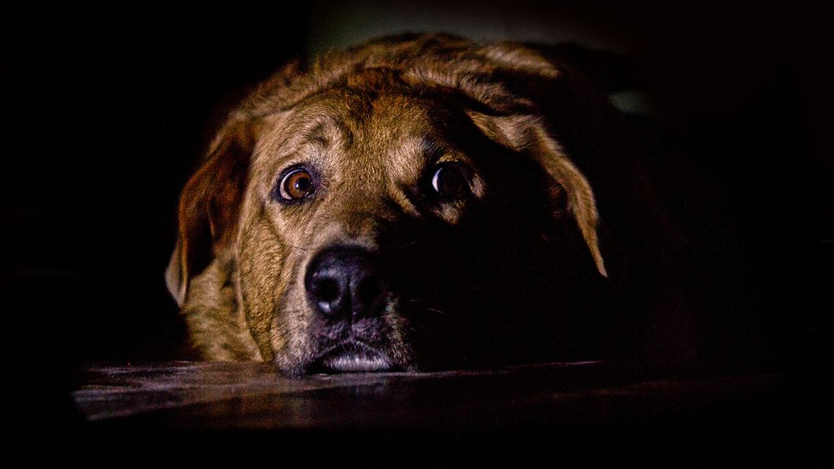 FBB_Officiel's tweet photo. ⚠️ ATTENTION

💥 Les feux d'artifices provoquent souvent du stress sur les animaux de compagnie, qui fuient les bruits assourdissants des détonations.

🐶🐱 Pensez à sécuriser votre animal dans un espace clos et ne sortez pas avec votre chien pour les festivités du 14 juillet ! https://t.co/mCJvevQOdi