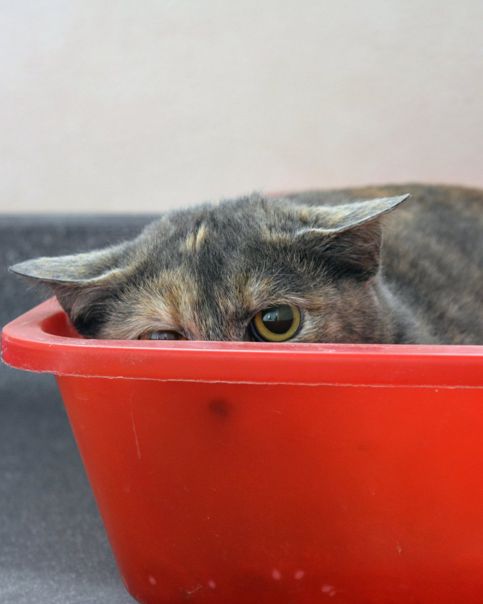 FBB_Officiel's tweet photo. ⚠️ ATTENTION

💥 Les feux d'artifices provoquent souvent du stress sur les animaux de compagnie, qui fuient les bruits assourdissants des détonations.

🐶🐱 Pensez à sécuriser votre animal dans un espace clos et ne sortez pas avec votre chien pour les festivités du 14 juillet ! https://t.co/mCJvevQOdi