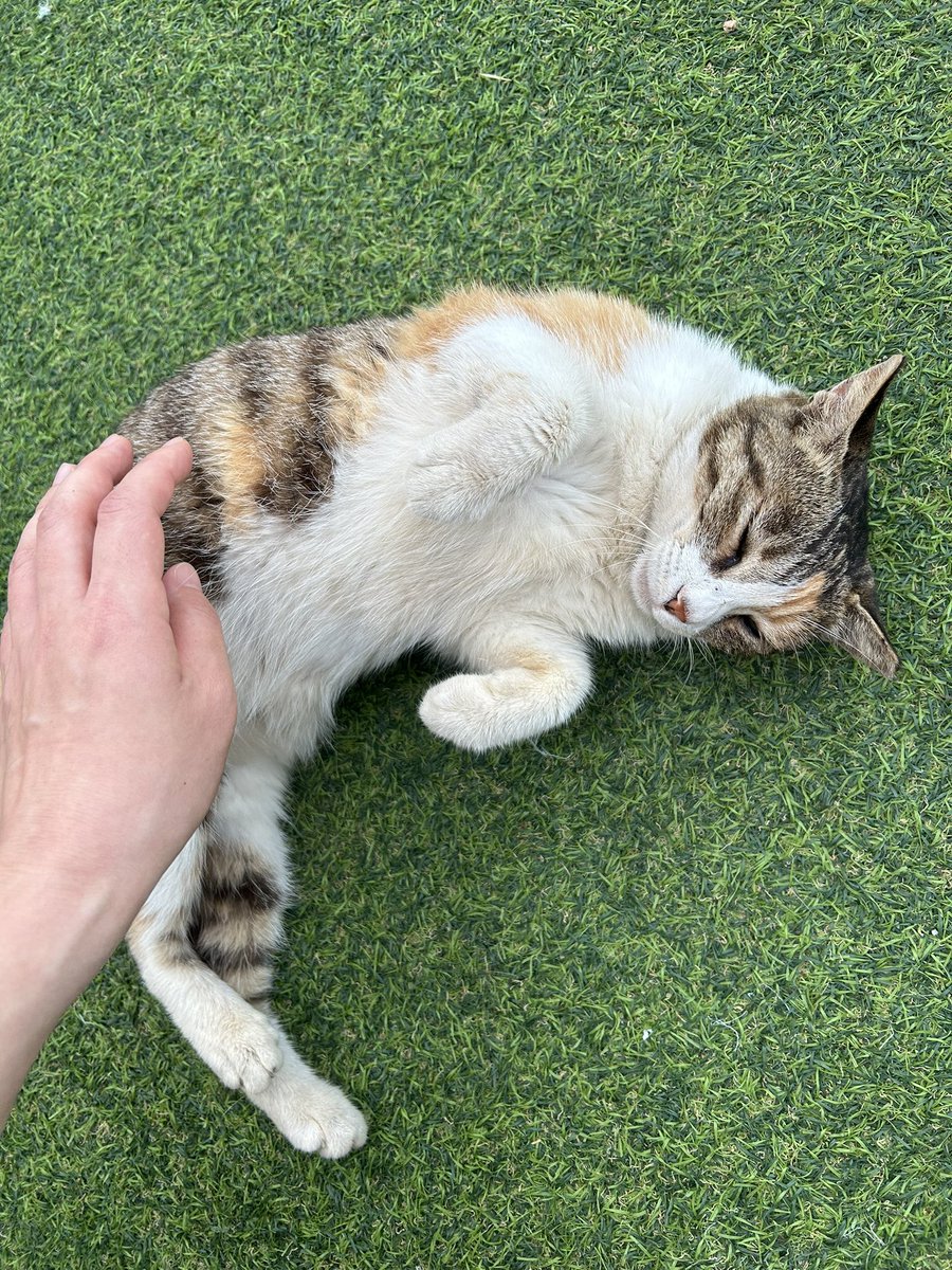 _sororo_'s tweet photo. 강화도 나들이
냥냥이 복복복
더만져 가지맠🐈🐈‍⬛ https://t.co/SIIF0KbKpn