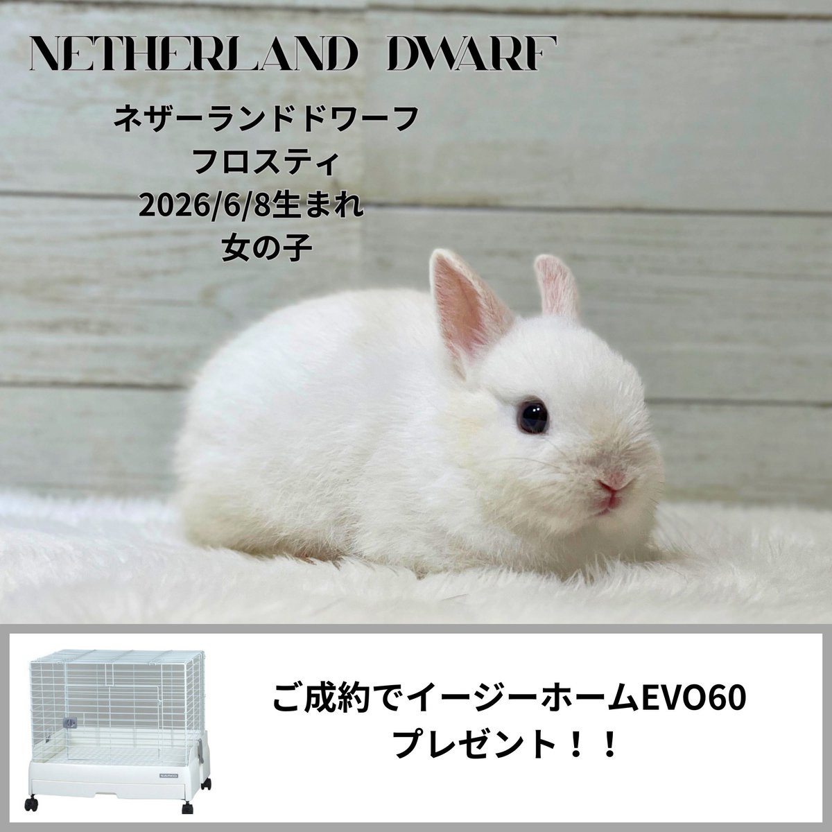 大変お得なケージプレゼントの期間限定特別企画実施中‼️ 35匹の該当