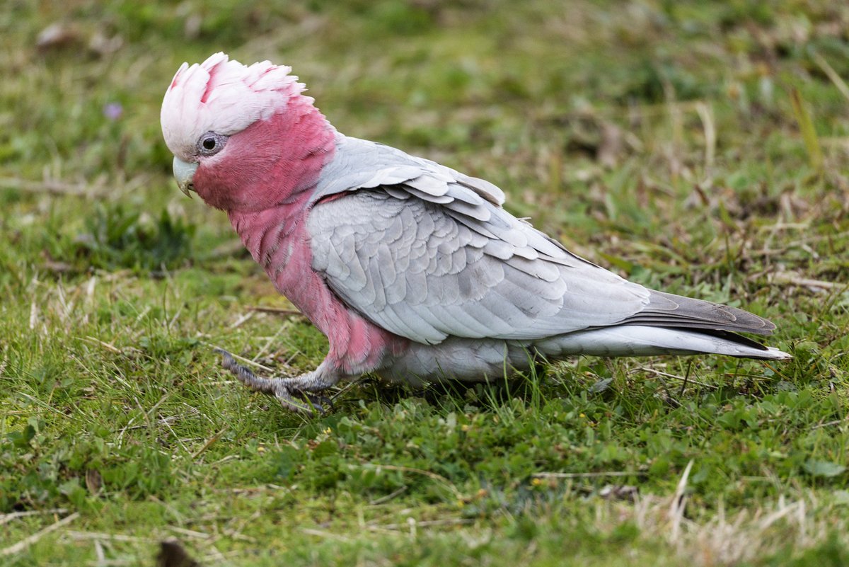 FunnellMike's tweet photo. I was only able to walk my camera briefly today - it was cold, leading to a late bike ride and even later bird-bothering (which was cold too 🥶).

I did see some Red-Rumped Parrots and some cheeky Galahs. https://t.co/ayqsmSOTOi