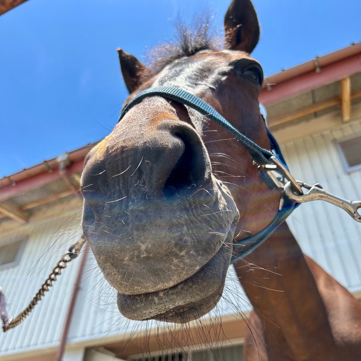 cellobao's tweet photo. 世界馬の日🐴

文明の発展に不可欠だった馬の存在

普段は意識しなくても、弦楽器奏者にとっても馬は身近な存在なんじゃないだろうか

毛替えをするたびに、どんな馬だったのかとつい思いを馳せてしまうし、使わせてもらった毛は今でも捨てられずにいる(どうしましょ)

#WELOVEHORSES #WORLDHORSEDAY https://t.co/meQAGj3MQg