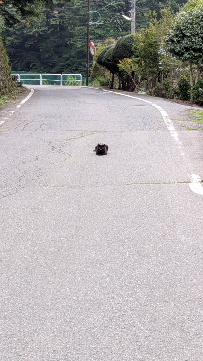 mugh6bv4ry's tweet photo. 黒猫が横切るのは不吉ってのは聞いたことありますが、今日ランニングしてたら横切るどころか香箱座りし始めて待ち構えられました。この場合どういう意味になるのだろうか https://t.co/F5DhQvtwl2