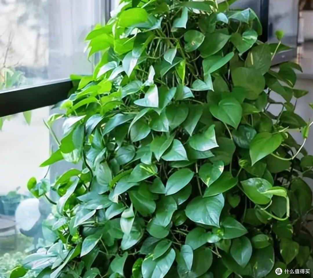 MartinaKliebis1's tweet photo. Pro tip: Water your pothos only when the top 2 inches of soil feel dry—this easy trick keeps it thriving u0026 prevents overwatering! https://t.co/dCXKllDdy5