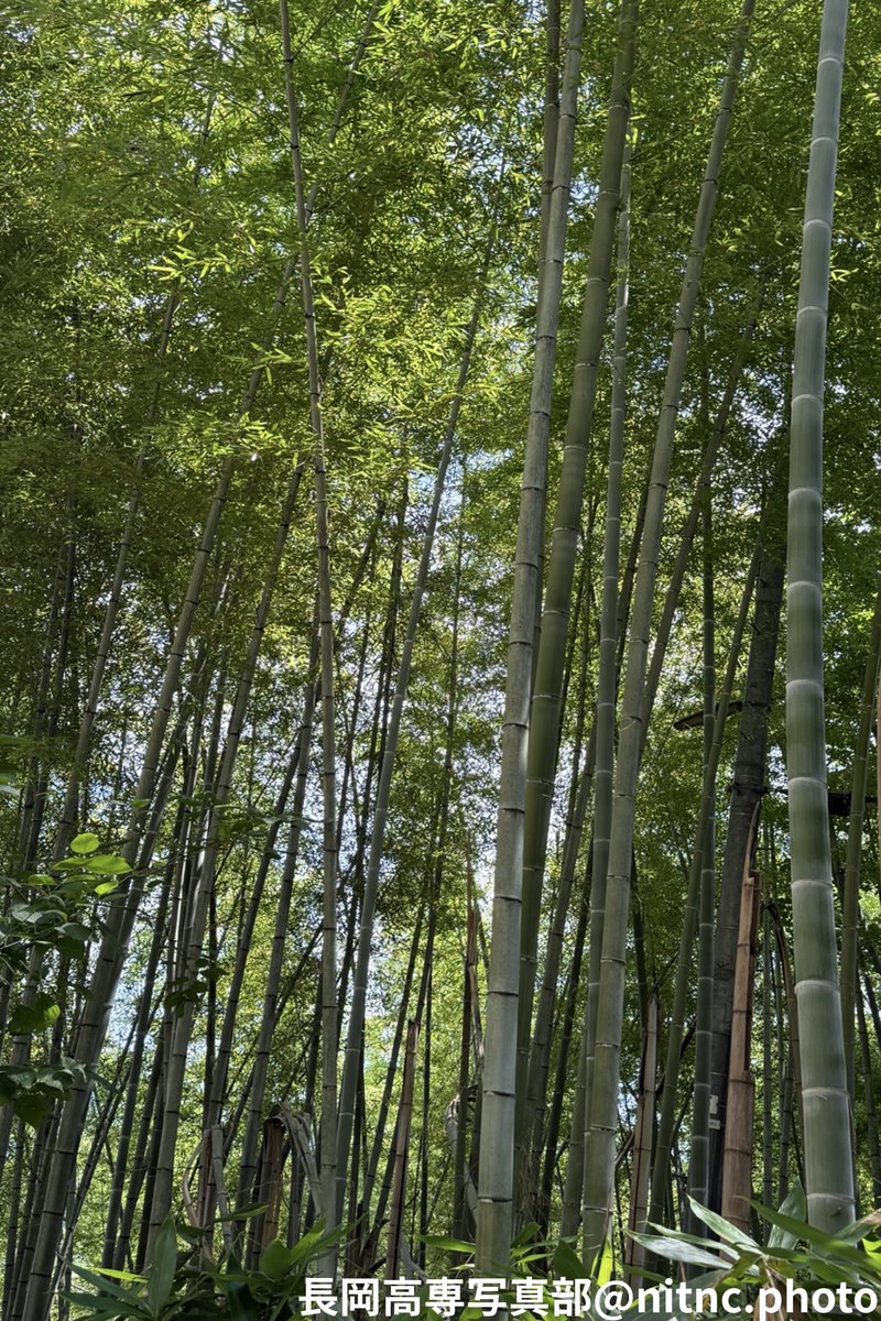 nitnc_photo's tweet photo. 七夕🎋から4日経ちましたが

空へまっすぐ伸びる竹を見上げながら、
今年も願いが届くことを願って。

みなさんの願い事が叶いますように。✨ https://t.co/ECASZZyw3X
