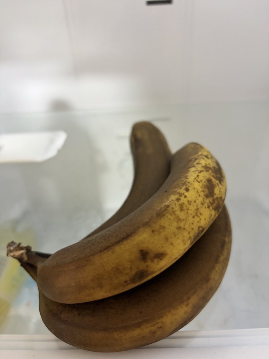 Dai2_sudo's tweet photo. この黒くなりすぎたバナナって食べれるけど、食べていいやつ？ https://t.co/YprgZ5q3JR