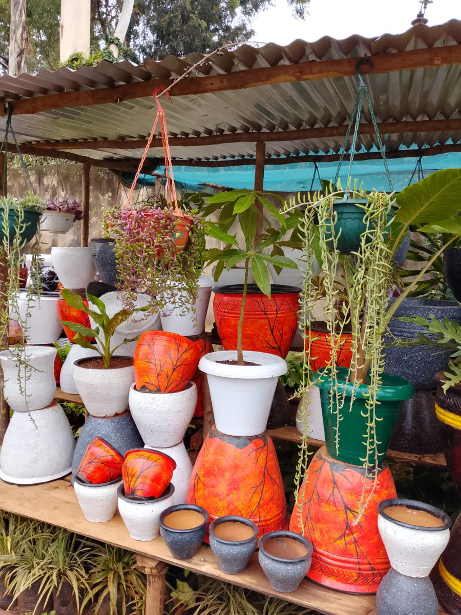 everythngplants's tweet photo. Colour 😍 https://t.co/kt7ADRw77K