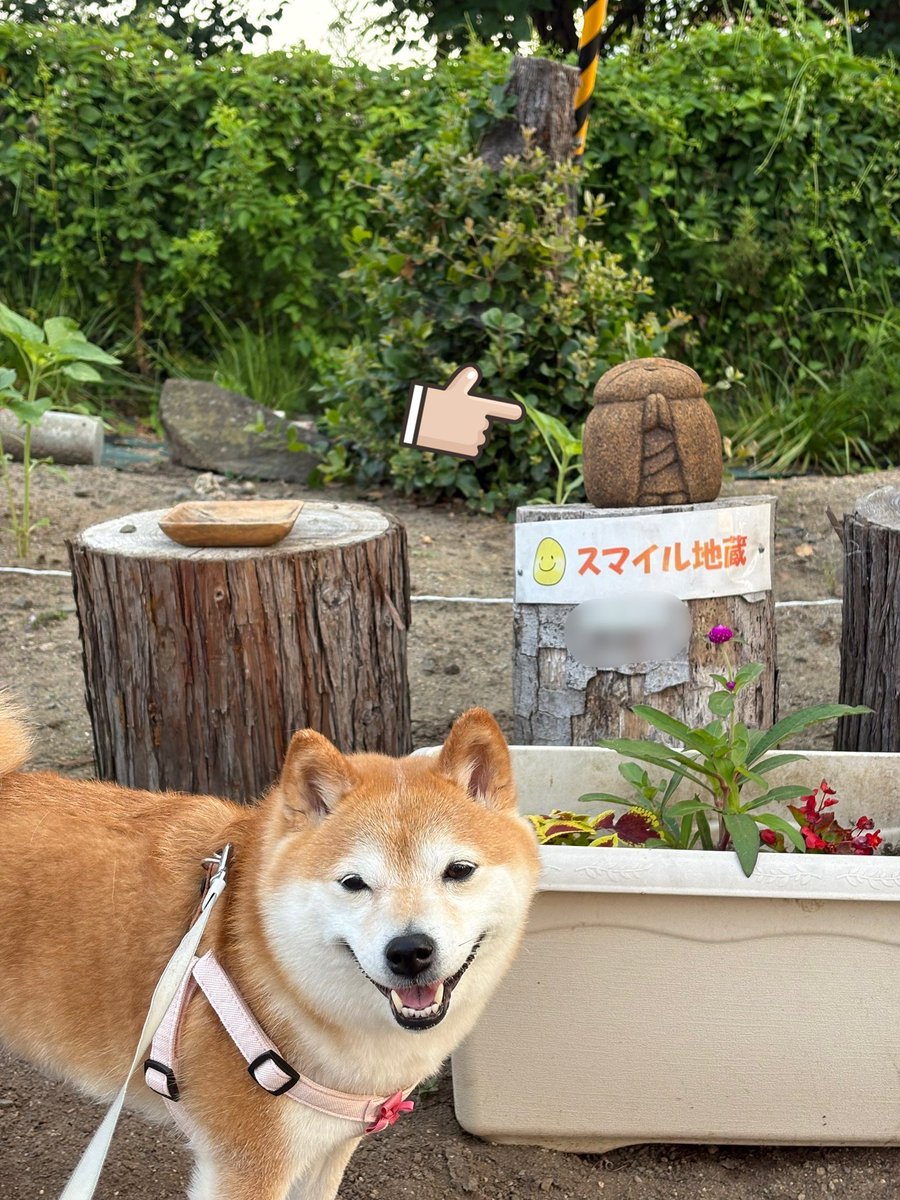 coco55682162's tweet photo. 毎日暑いけど…🥵スマイル地蔵さんのおかげで今日も笑顔で過ごせたワン🐶😊
熱中症に気をつけようワンね🍀

#スマイル地蔵 https://t.co/tnQX1ySHnn