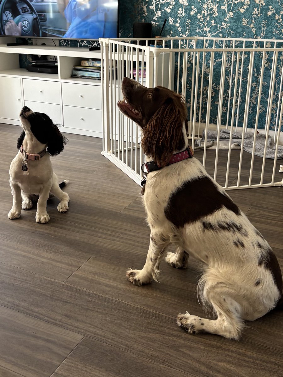 Andrewbunchlfc's tweet photo. Trying to entertain these two in the hot weather. https://t.co/HKNwqVSbvR
