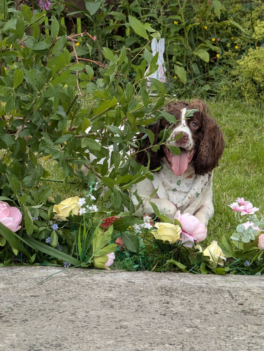 fobakesbadly's tweet photo. He has 2 full bowls of fresh water nearby #JustSaying #Hallion #Woody #UpToMischief
@gymforthesoul @joanne_sansome @RobbieButlerMLA https://t.co/3qGwPiUaPr