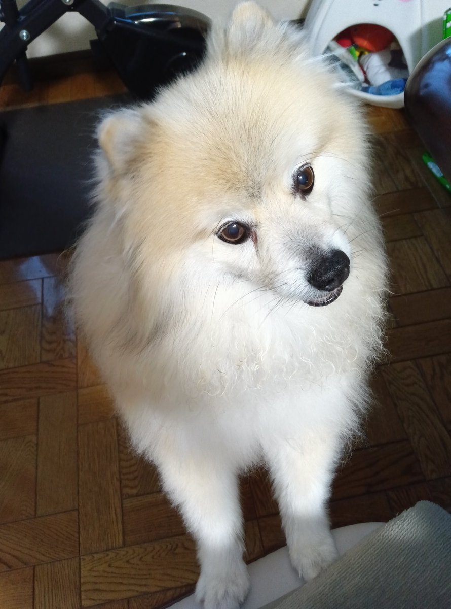 c_ci43's tweet photo. ししまる１１歳になりました https://t.co/kdxArhfyWl