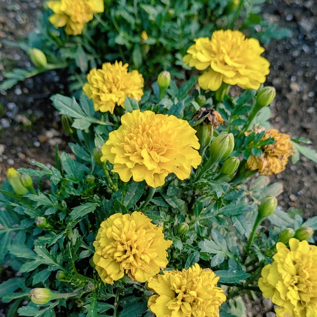 marshmallow23a's tweet photo. こんばんは。(^^)
今日も一日お疲れ様でした。🌼☘️🌼☘️

良い夜をお過ごしください。☺️🌃🌙✨️

#花 #flowers
#夜 #night
#良い夜を 
#Iwishyouaniceevening https://t.co/w7UO4dt1Qq