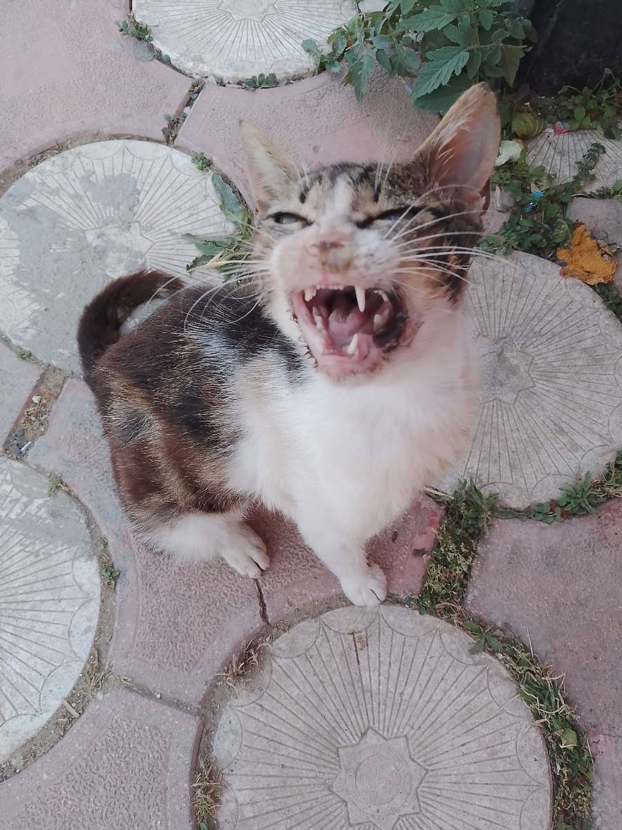 ofsacmalamaq's tweet photo. CÜCE GÜNCEL 🐾 
ağız içi iyi durumda,burun akıntısı var
sokakta yapamıyor sürekli hastalaniyor
yavruyken bulmustum klinikte büyüdü sokaga salinca hastalandi 3. defa klinige aliyorum kimse yuva olmak istemiyor :(
yine sokaga dönecek ve yine hastalanacak keske bi yuvasi olsa
#hatay https://t.co/9EcuXRExZ2