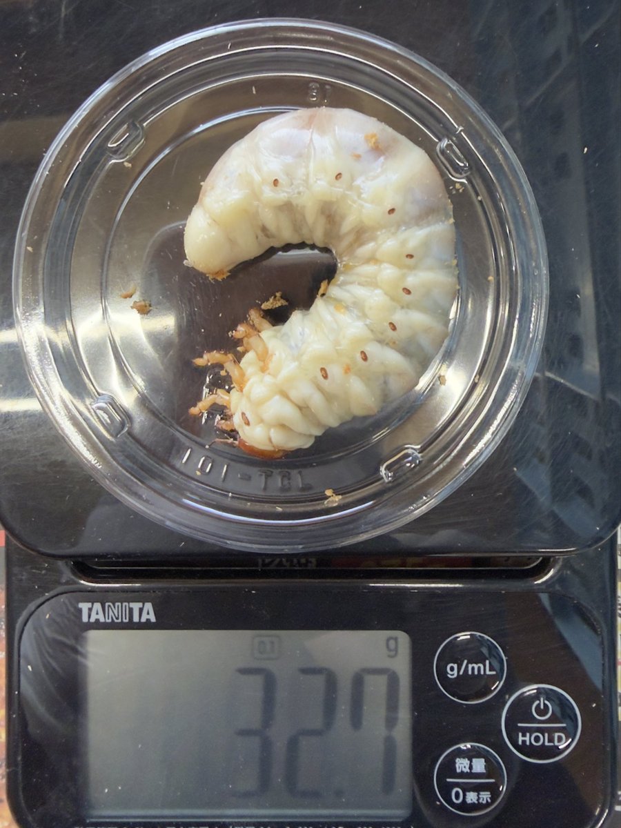 nomayoke's tweet photo. タランドゥスの幼虫を菌糸瓶交換。

1400cc → 2300ccへ。
現在32.7g。
47日での交換です。

少し早めかもしれませんが、今回は早め早めの交換で進めていこうと思います。 https://t.co/OucTFAYXtV