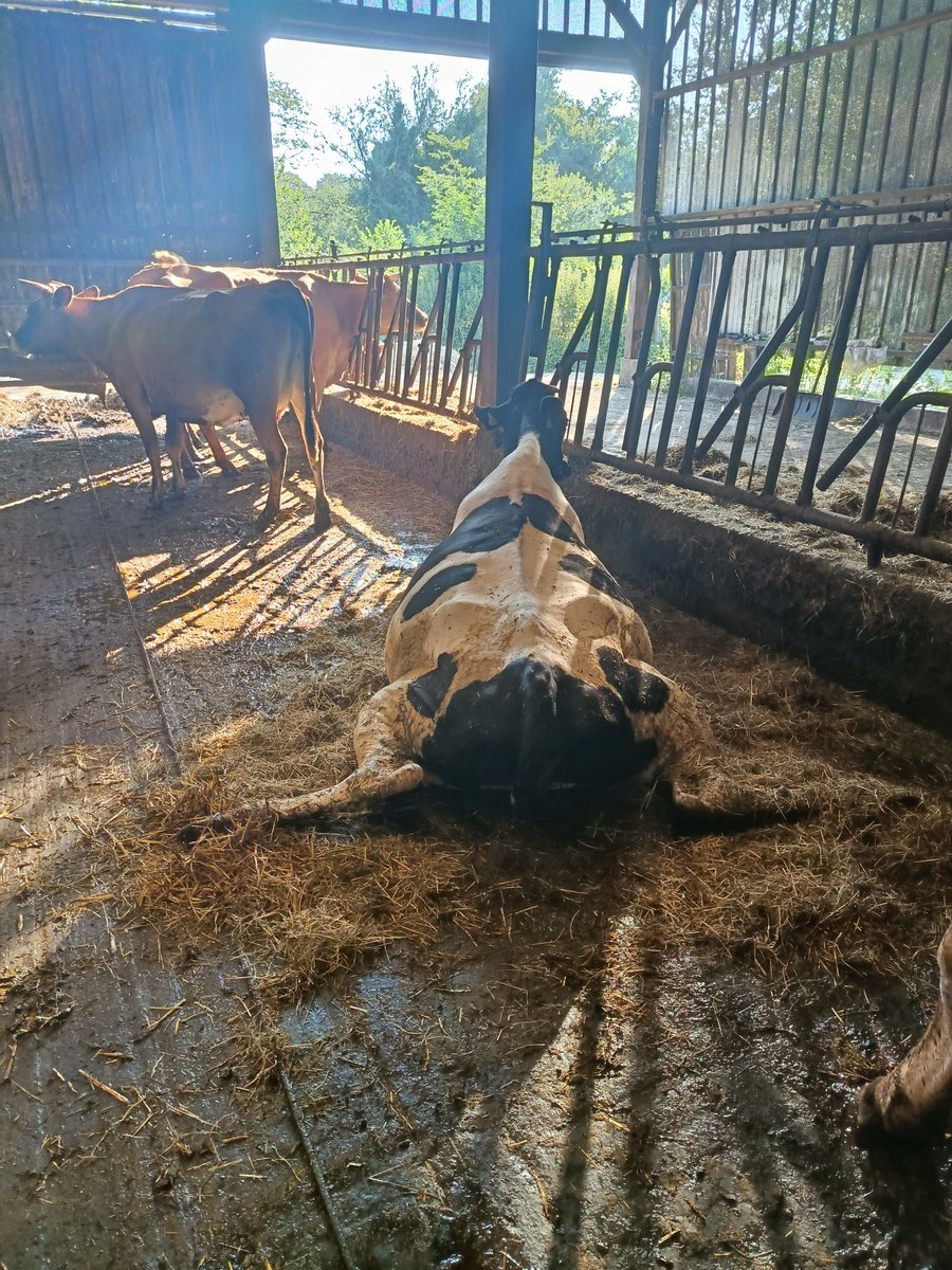 alexandre123698's tweet photo. Les patrons se marient, je suis seul sur la ferme pendant deux jours :
#complot #toujoursleweekend https://t.co/SqOcn2lTmC