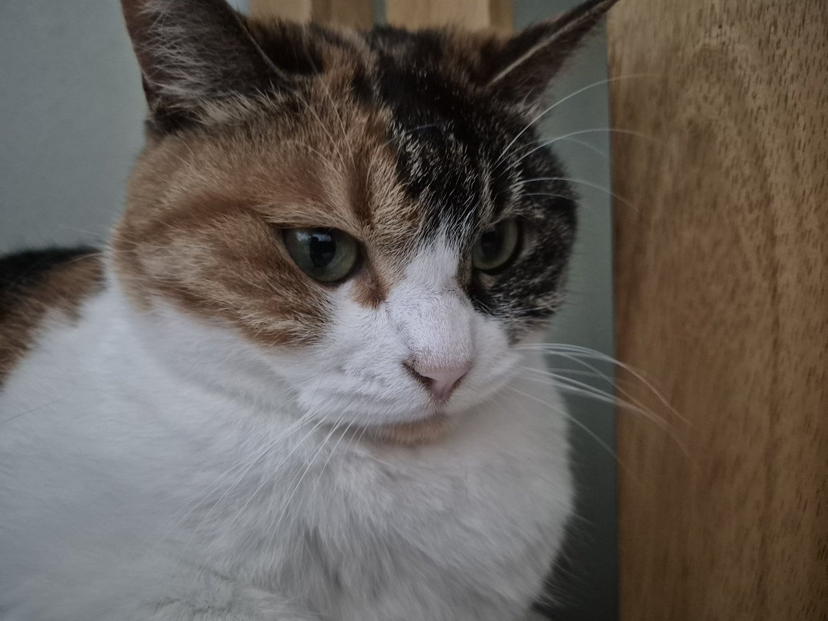 comma0972's tweet photo. 저희집 고양이
가슴털이 빵빵해요 https://t.co/S5etMlx9dt