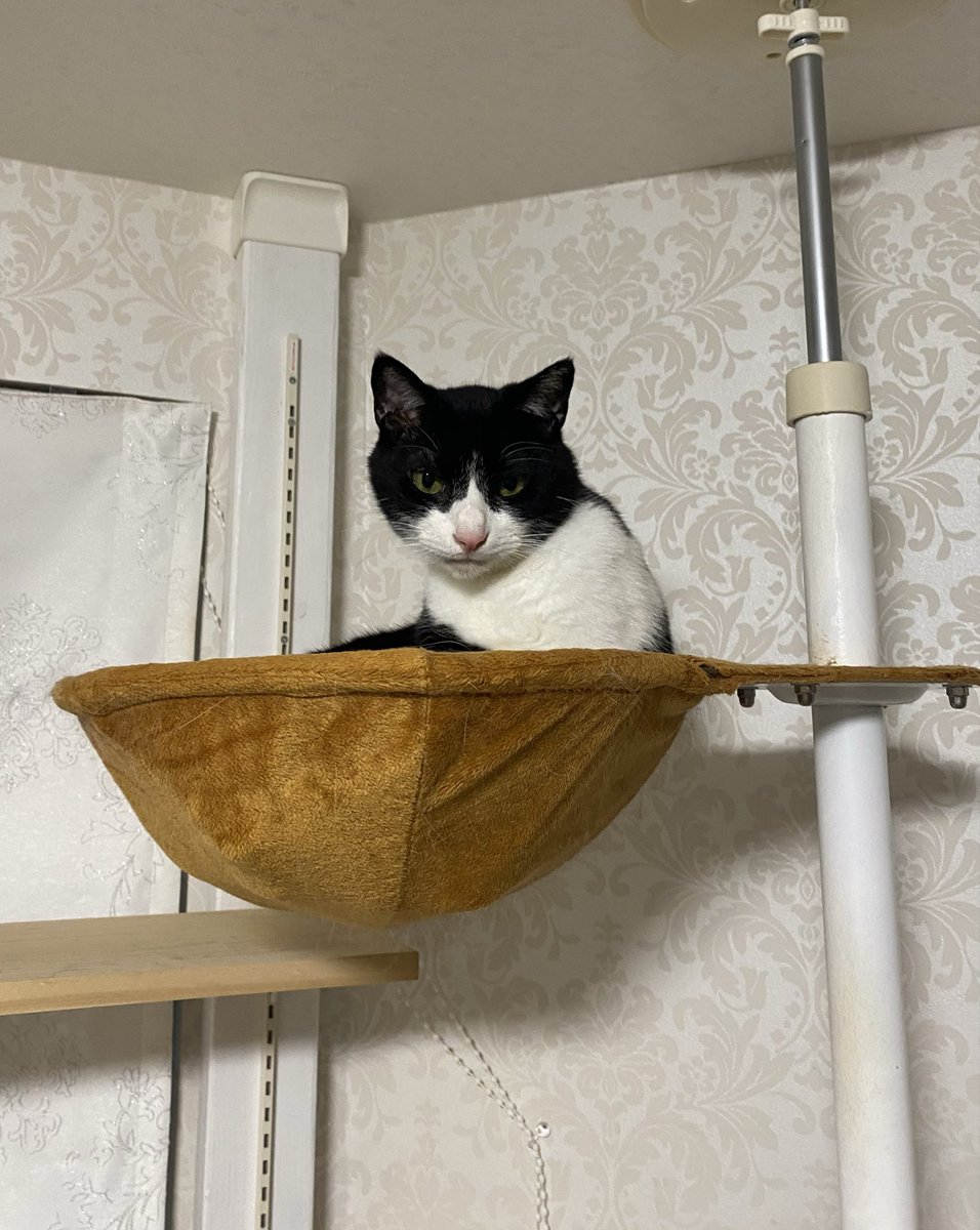Cat1221's tweet photo. 昨日洗ったおもちゃをまとめて置いておいたら、おもちゃ箱に入っていたはずの洗ってないおもちゃがいつのまにか加わっていた…
犯人は長男猫の模様🐱 https://t.co/nxHOCTWBDg