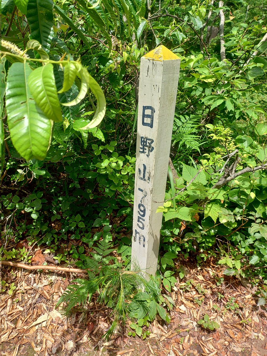 160160999's tweet photo. 福井の日野山へ行ってきました
先日雨降った次の日に登りましたが、赤土で急斜面なので滑る滑る
ドロだらけですわ https://t.co/VAiwwojwE7