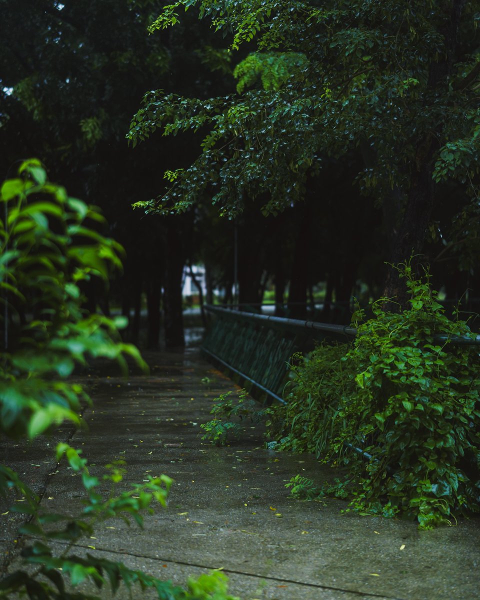 worldclick56's tweet photo. Rainy Day 🌧️🍃 https://t.co/4U8ZVq2uAD
