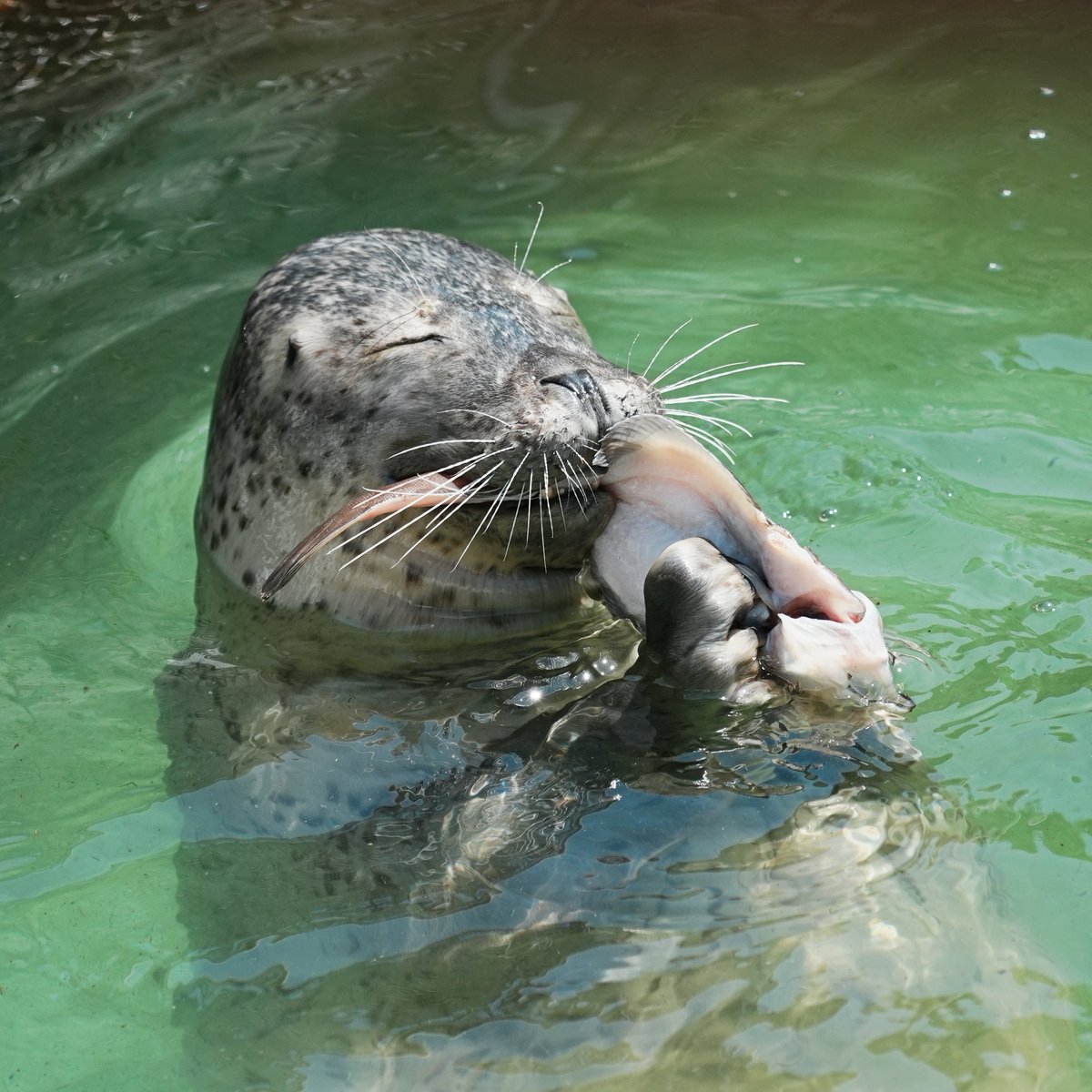 aquaberuga's tweet photo. お手本のようなカレイの食べ方
＃おたる水族館　＃ゴマフアザラシ https://t.co/D46fCKFeFB