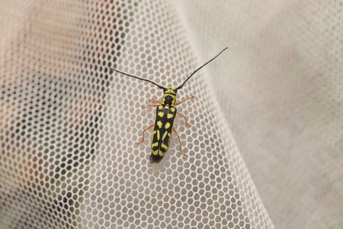 desk_insects's tweet photo. 天気微妙だったけどいくつかいい虫が採れた https://t.co/SUB4fbMWre
