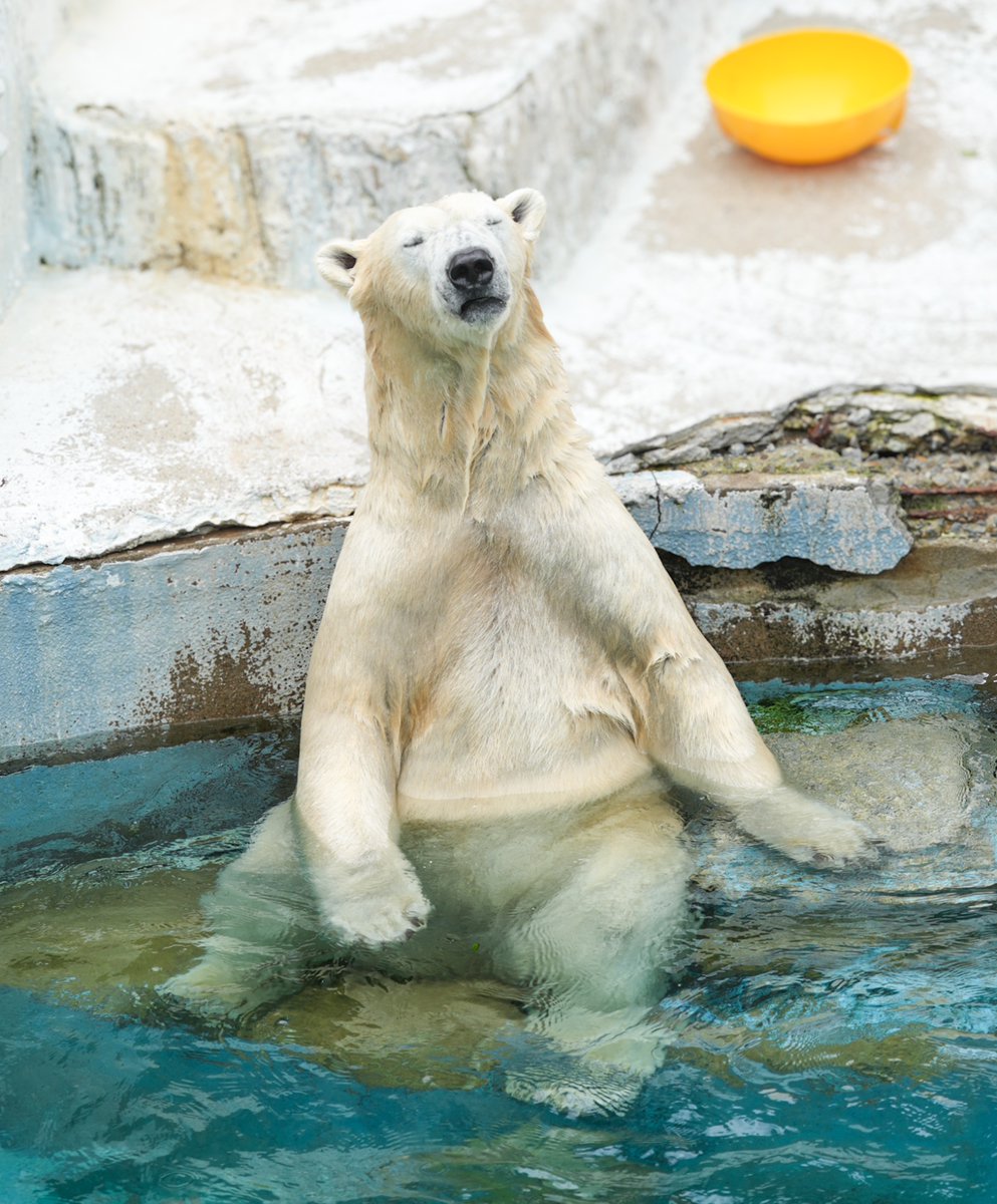 tamabeeko's tweet photo. 天王寺温泉 ホウの湯🐻‍❄️♨️
あぁ〜 極楽極楽♪

後ろの🟡は洗面器かな😜

2026.6 📷

#天王寺動物園
#ホウちゃん
#ホッキョクグマ
#polarbear https://t.co/s9wbYzzDXf