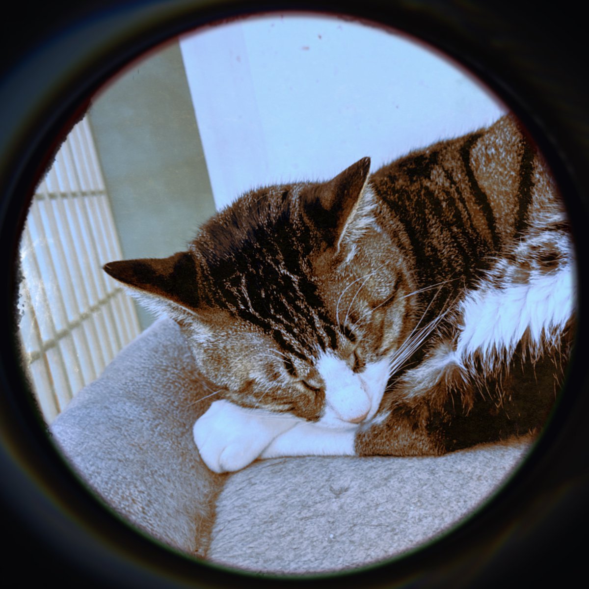 obi_wan_eclipse's tweet photo. #Hipstamatic #Sammy1925 #PortholeSN92 #猫式 #猫 #cat #ShotoniPhone #ねこ #保護猫 #猫カフェ https://t.co/pvKEomBBWY