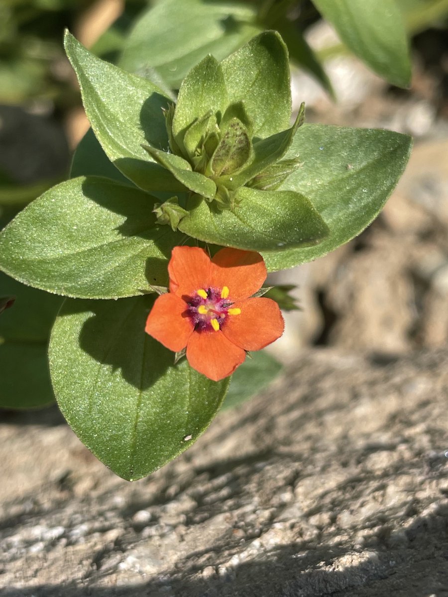 ExplorerJust's tweet photo. As yesterday’s post… a weed is just a flower without a marketing budget.
#letitgrow https://t.co/eSYKDc76vs