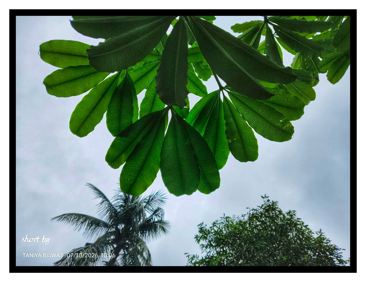 TaniyaBiswas23's tweet photo. Sometimes, all the heart needs is a little rain and a little green. 🌿💚

#RainySeason #NaturePhotography #GreenVibes #MonsoonMagic #NatureLovers #Photography #EarthFocus #MobilePhotography #SkyLovers #XPhotography https://t.co/v1Cd6Ptzso