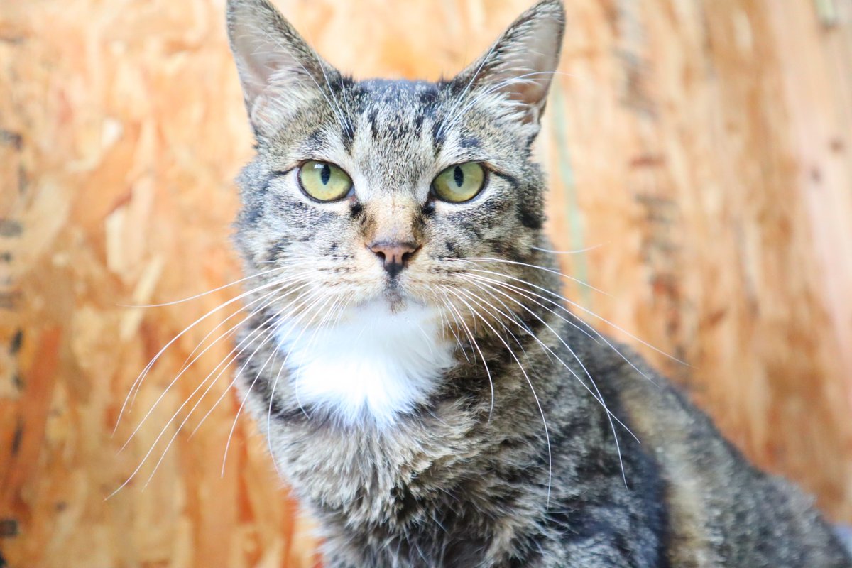 shipponokai's tweet photo. 【#飼い主さん募集／ララ】道南動物愛護センターから引き取り。 人馴れ抜群でゴロゴロ甘える癒し系の女の子。他の猫とも仲良くでき、穏やかで優しい性格。
📌メス 📌推定4–6歳／4.48kg 📌キジ白 📌避妊済・ワクチン・マイクロチップ・血液検査済 📌猫エイズ(－)／白血病(－)
https://t.co/GbFVNQV96A https://t.co/9UO83ijeeZ