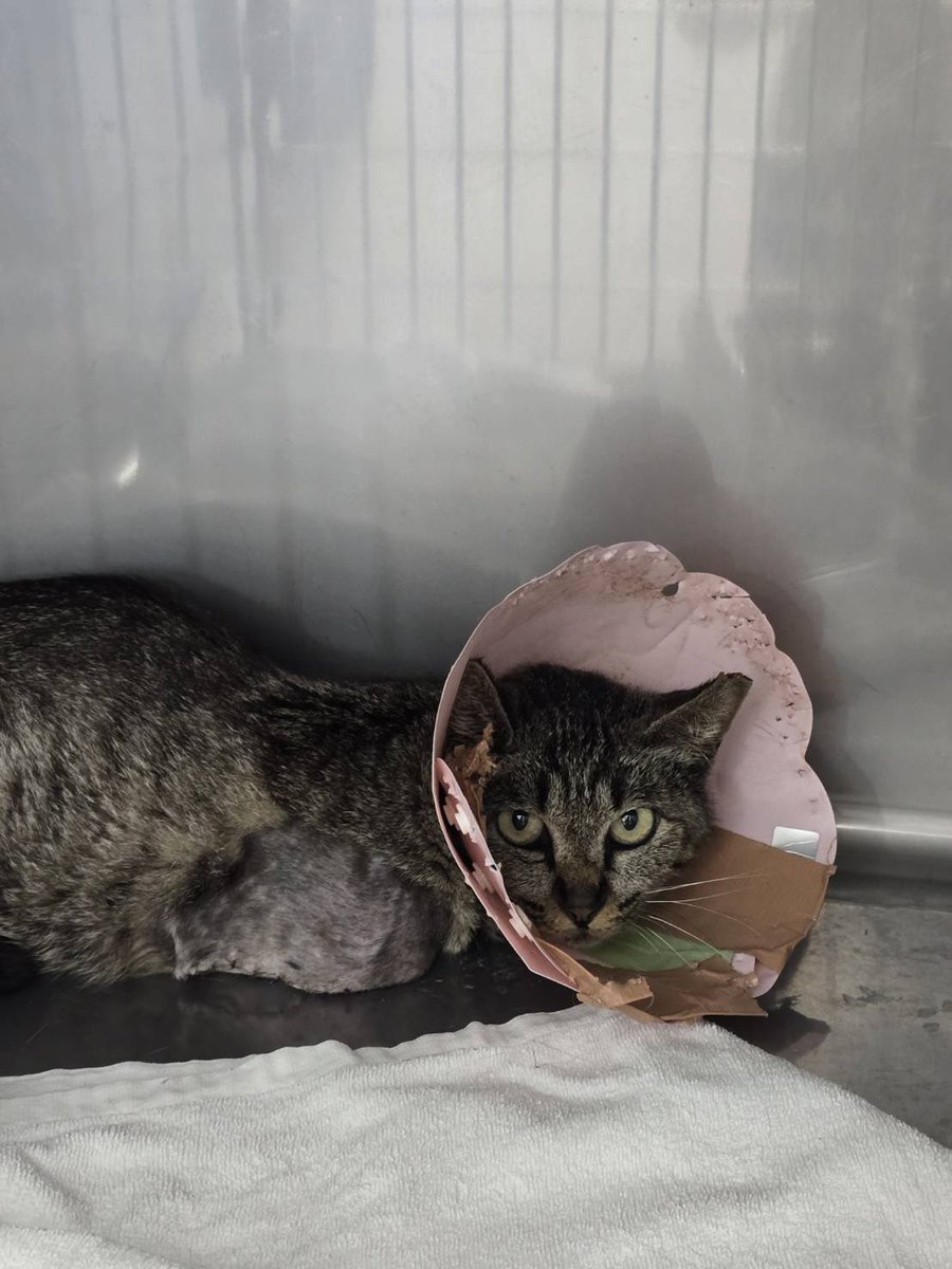 8rjXhLaRHFwK9l2's tweet photo. 山中の多頭飼育崩壊の家で懸命に子猫を守っていた親猫2匹。くくり罠にかかり前脚と後脚を1本ずつ切断になった😿全く人馴れしていない子達だけど、この身体で外に返したくないしシェルターで一生ケージ生活も可哀想😭関東地方で里親になって頂ける方いませんか？

匿名様　リストよりご支援助かります🙇‍♀️ https://t.co/0qBw2eThtg